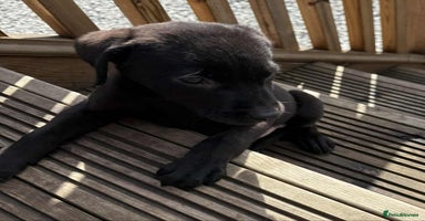 Labrador Retriever dogs - Advert 2