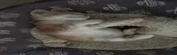Maine Coon cats for sale: GCCF Maine Coone kittens, tested, vacc, vet check - Advert 18