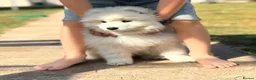 Samoyed dogs for sale: Only one girl left.  - Advert 20