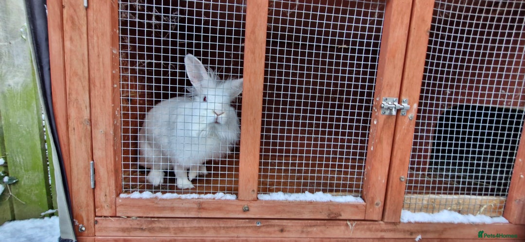 Mini Lion Lop rabbits for sale: Lion Rabbit female - Advert 6