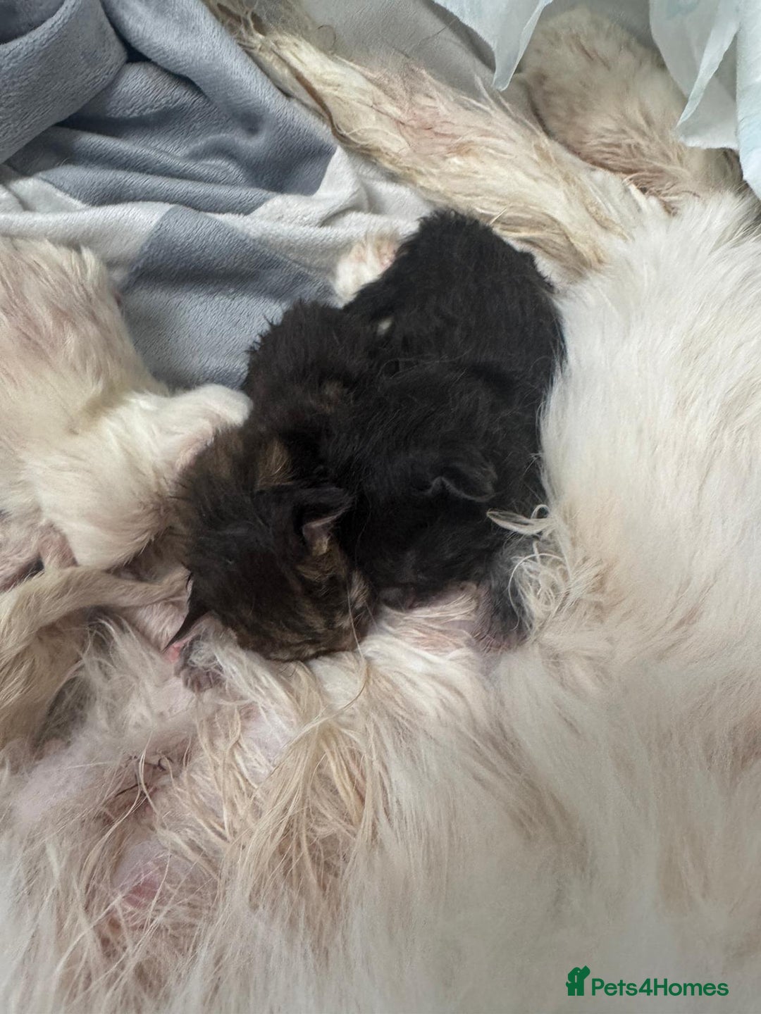 Maine Coon cats for stud: STUD ONLY Maine Coon 9.8kg carries dilute/solid in Hull - Image 22