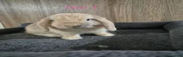 Mini Lop rabbits for sale: Pure Mini lop babies 8 weeks old  - Advert 4