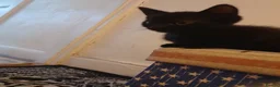 Mixed Breed cats for sale: 2 fluffy kittens - Advert 13