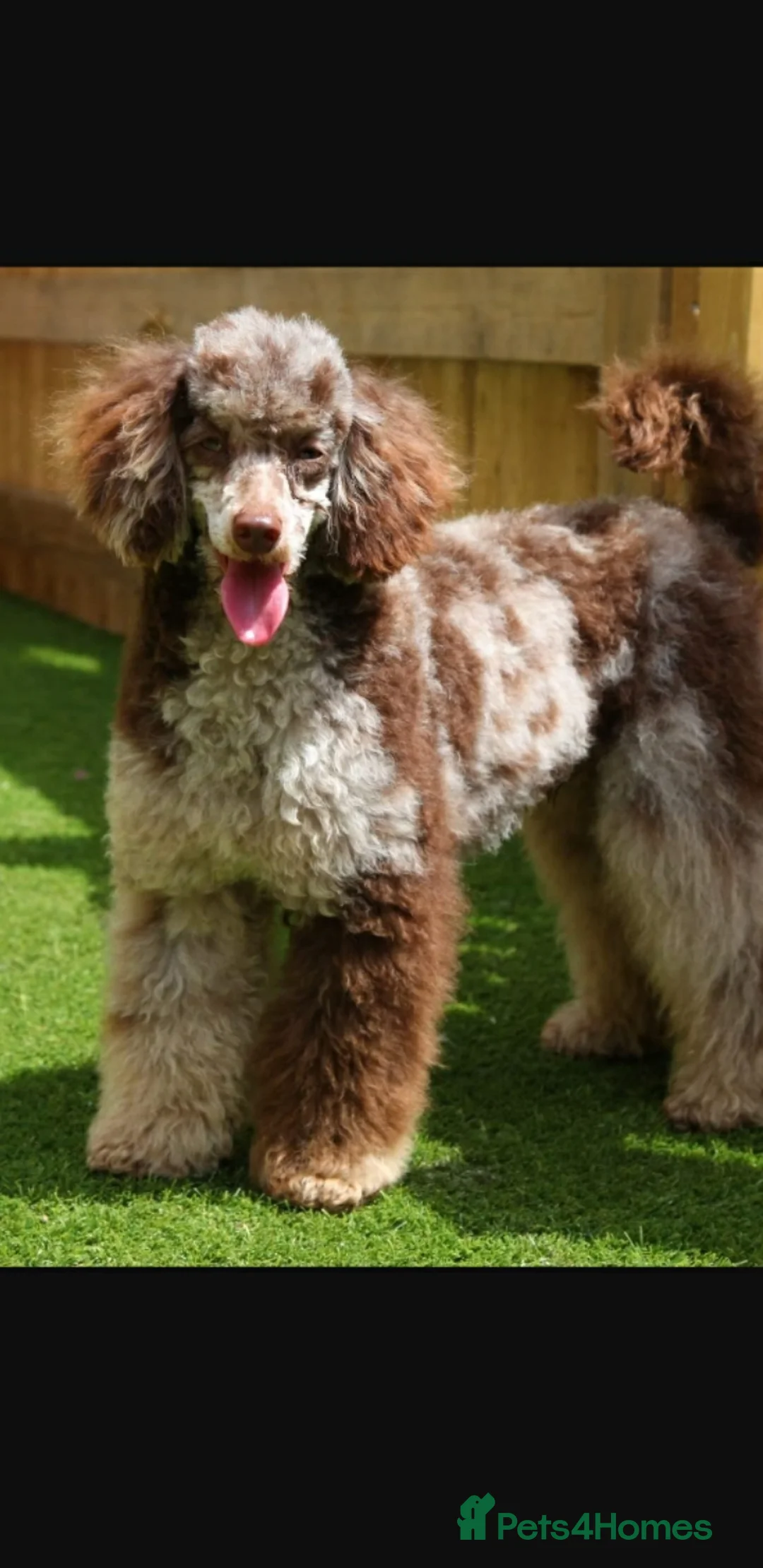 Miniature Poodle dogs for stud: Proven Chocolate Merle Poodle available for stud in Saint Austell - Advert 6
