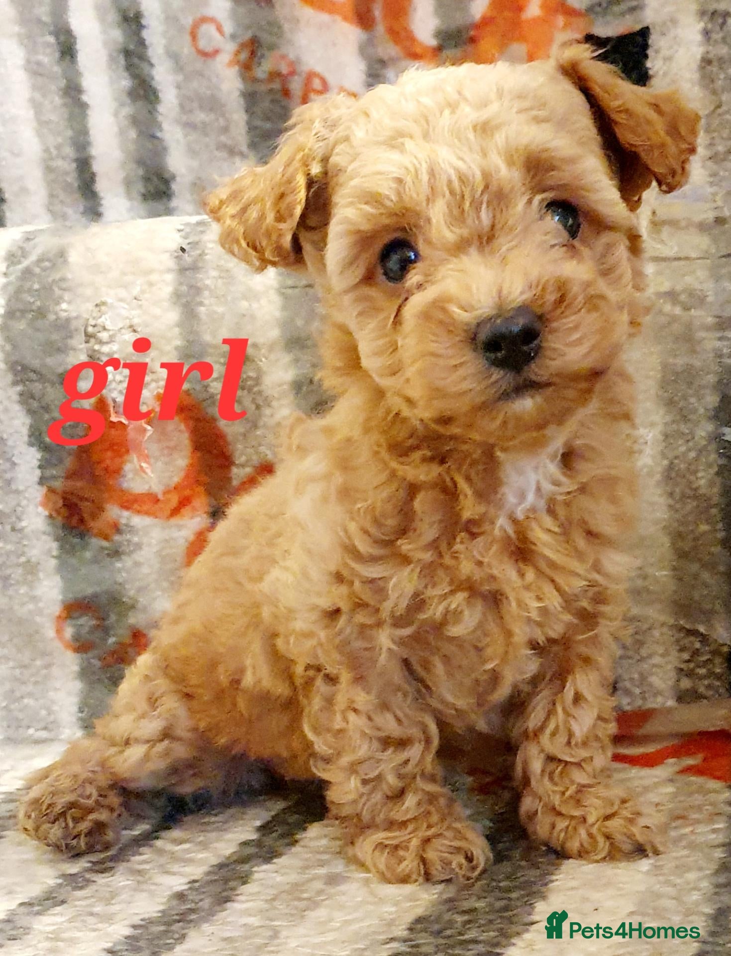 Maltipoo dogs for sale: F1 multipoo toy puppies  - Advert 1