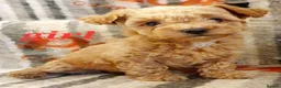 Maltipoo dogs for sale: F1 multipoo toy puppies  - Advert 2