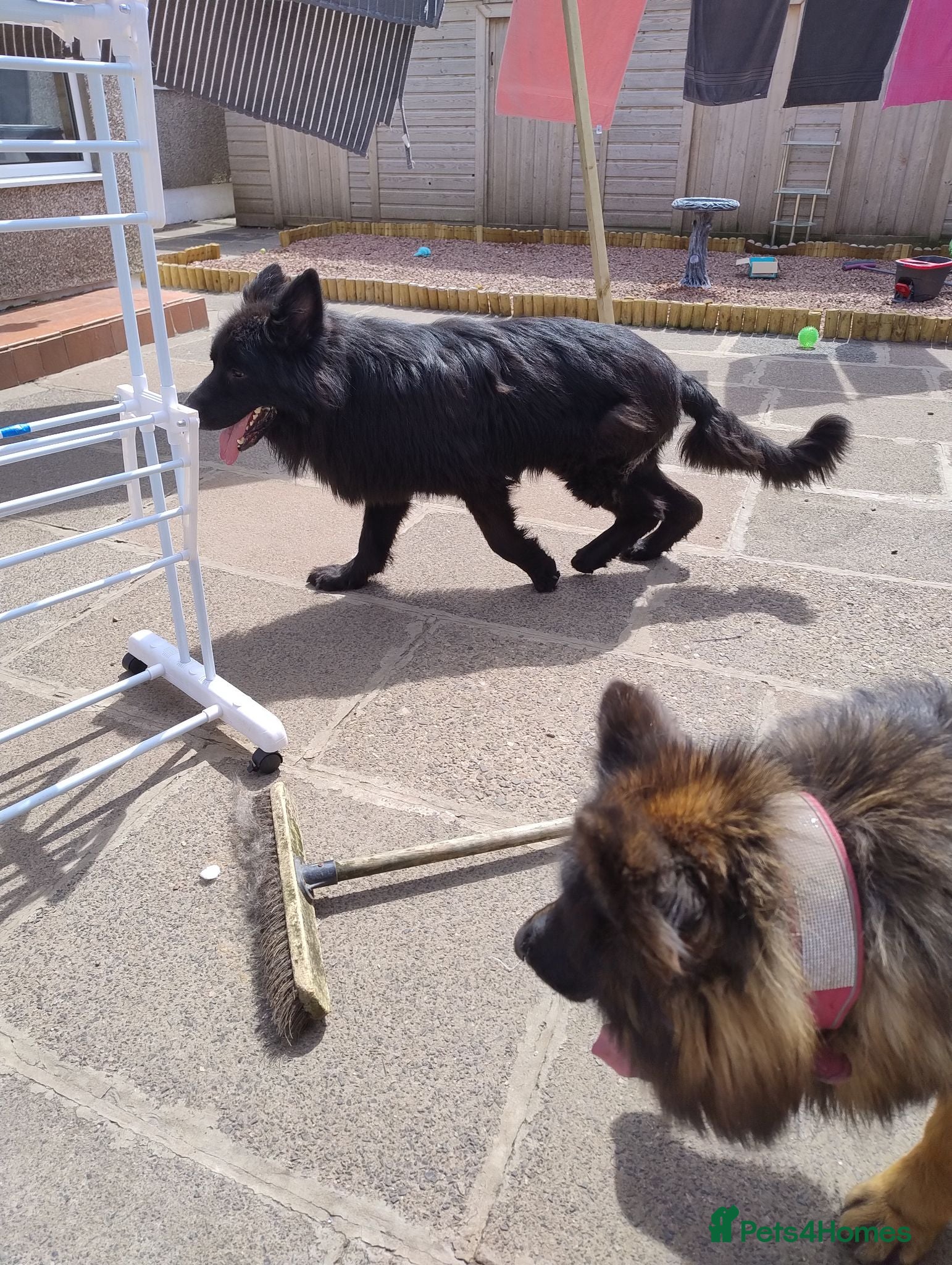 German Shepherd dogs Sky & Zeus - Advert 1