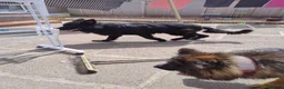 German Shepherd dogs for sale: Sky & Zeus - Advert 1