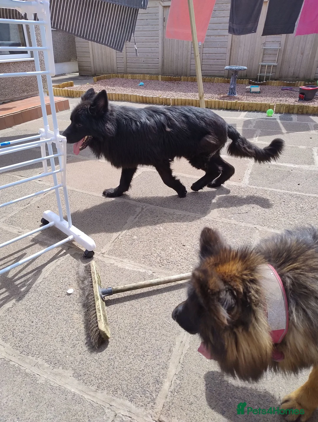 German Shepherd dogs for sale: Sky & Zeus - Advert 1
