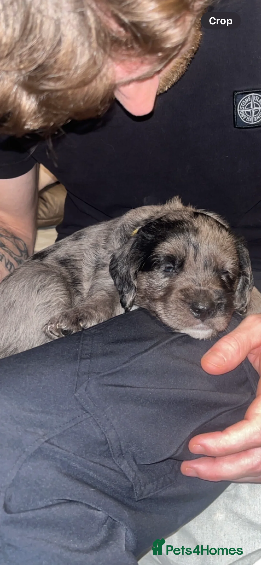 Mixed Breed dogs for sale: BEAUTIFUL BOY STAFFY POO FOR SALE  - Advert 2