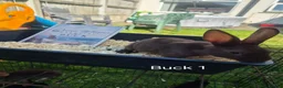 Rex rabbits for sale: Beautiful Mini Rex Baby Bunnies 2 Stunning Litters - Advert 10