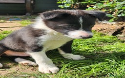 Border Collie dogs for sale: Only 1 Beautiful Border Collie Puppy left  - Image 40