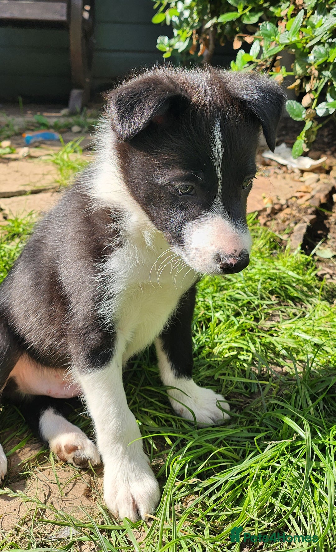 Border Collie dogs for sale: Only 1 Beautiful Border Collie Puppy left  - Image 40