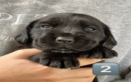 Mixed Breed dogs for sale: Outstanding sprollies pups for sale  - Image 26