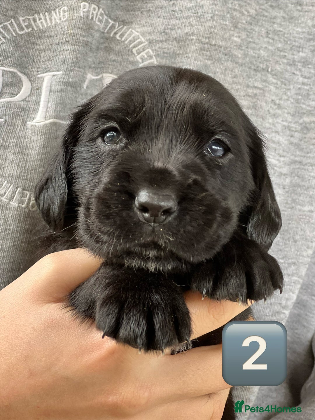 Mixed Breed dogs for sale: Outstanding sprollies pups for sale  - Image 26