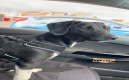 Sprollie dogs for stud: Rocket - Image 5