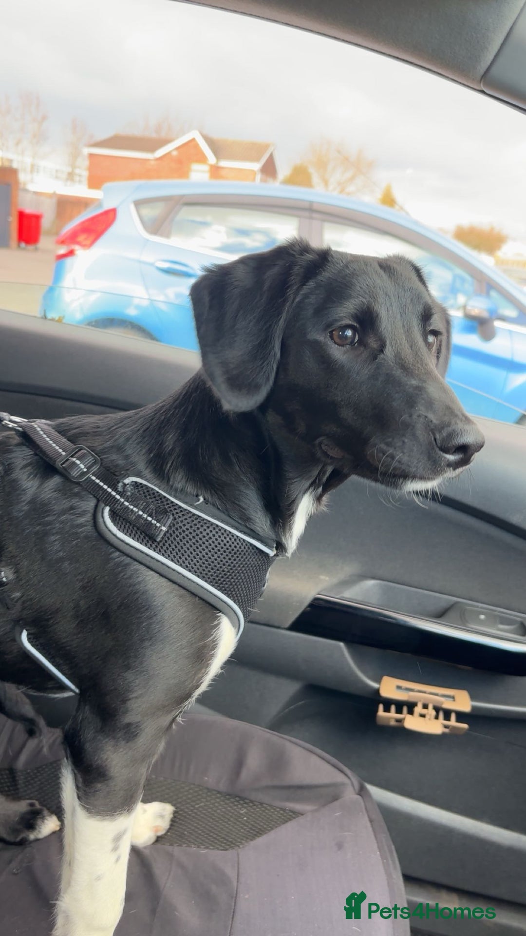 Sprollie dogs for stud: Rocket - Image 5