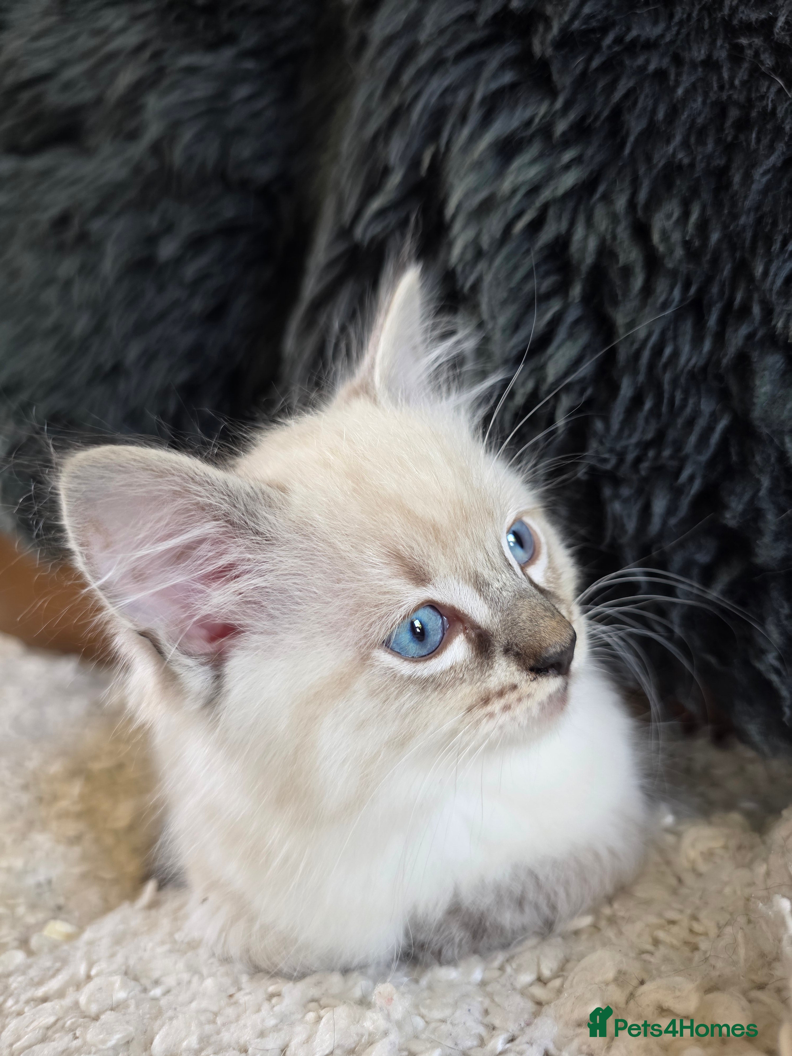 Ragdoll cats Beautiful Ragdol Kittens - ready now - Advert 2