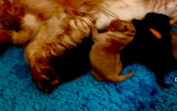 Cocker Spaniel dogs for sale: Cocker Spaniel Puppies  - Image 14