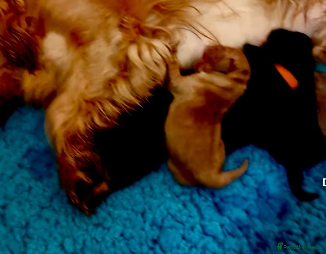 Cocker Spaniel dogs for sale: Cocker Spaniel Puppies  - Image 14