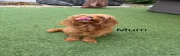 Cavapoo dogs for sale: Backcrossed/ F1b cavapoo - Advert 17