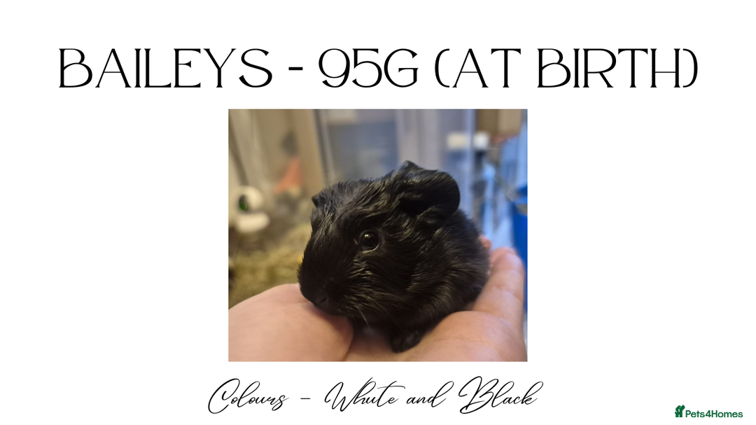 Guinea Pig rodents for sale: Guinea pigs for Sale ! - Advert 4