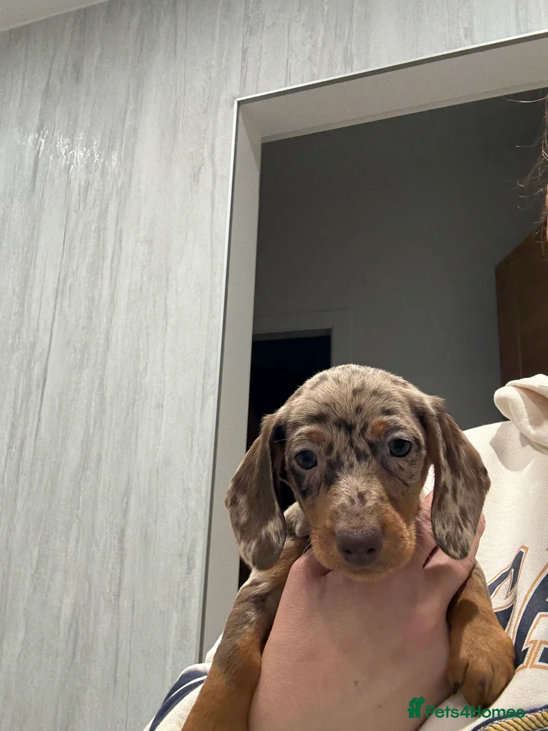 Dachshund dogs for sale: Dachshund puppies  - Advert 5