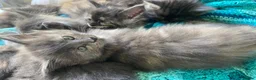 Maine Coon cats for sale: Exceptional Maine Coon Kittens in Melksham - Advert 8
