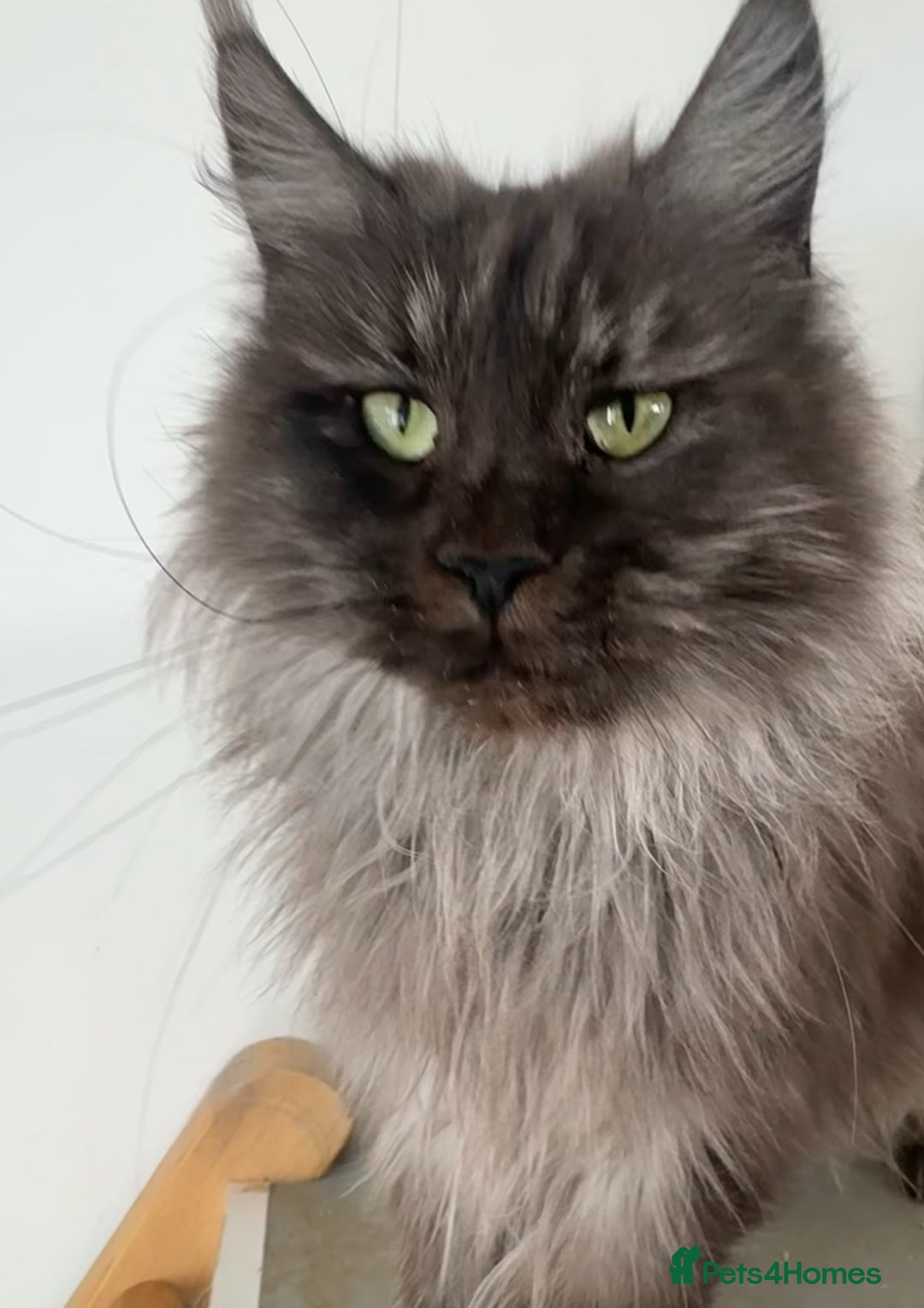 Maine Coon cats for sale: Pure Maine Coons - Image 7