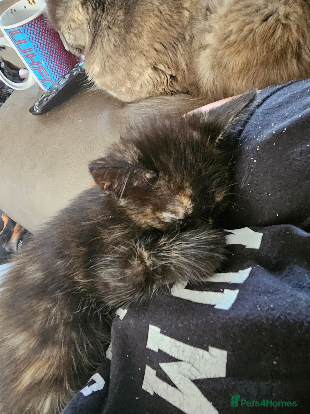 Mixed Breed cats for sale: Mixed breed kittens  - Image 6