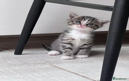 British Shorthair cats for sale: 4 kittens  - Image 11