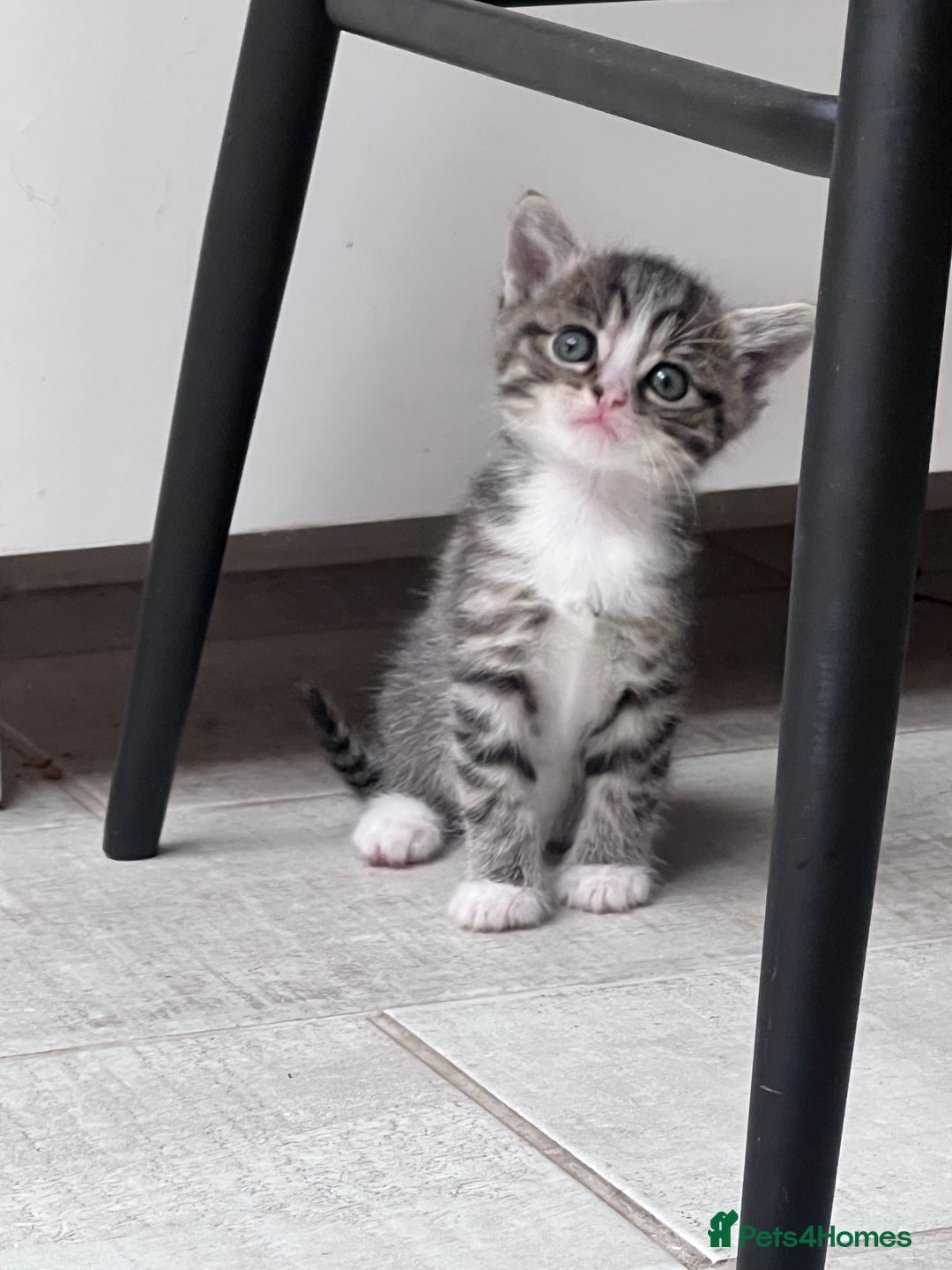 British Shorthair cats for sale: 4 kittens  - Image 11
