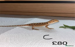 Bearded Dragon reptiles for sale: Various Baby Bearded Dragons For Sale - Advert 7