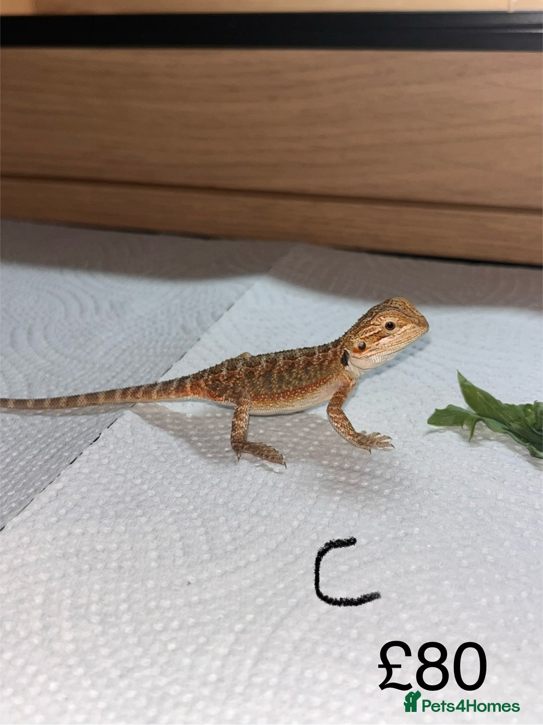Bearded Dragon reptiles for sale: Various Baby Bearded Dragons For Sale - Advert 7