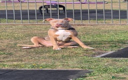 Mixed Breed dogs for sale: American bully x - Image 3