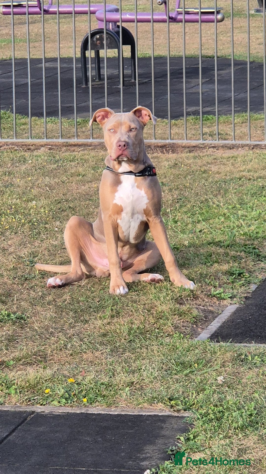 Mixed Breed dogs for sale: American bully x - Image 3