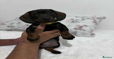 Dachshund dogs - Advert 8