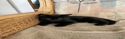 Mixed Breed cats for sale: Two black kittens 9 weeks  - Advert 4