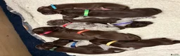 German Shorthaired Pointer dogs for sale: KC registered German Shorthaired Pointers - Advert 28