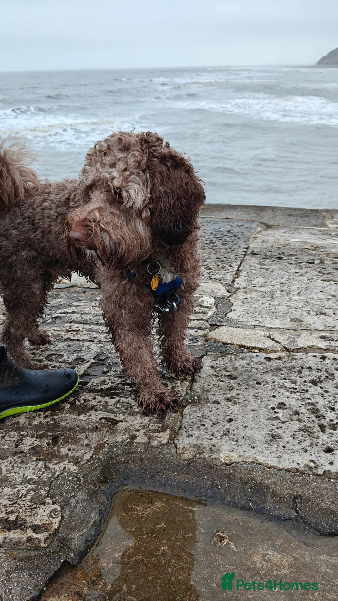 Labradoodle dogs for stud: 🌟Quality Australian Labradoodle 🌟 - Advert 9