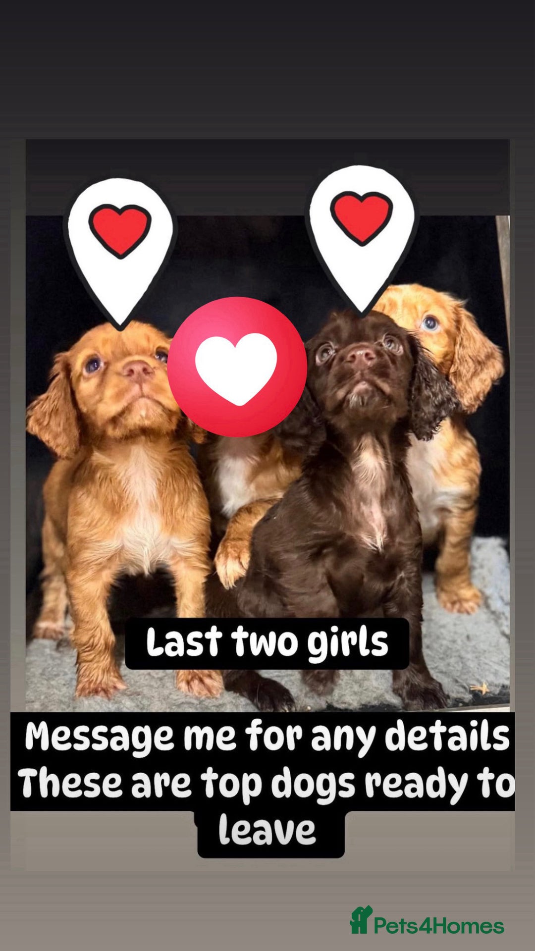 Cocker Spaniel dogs for sale: Working Cocker Spaniel  - Advert 2