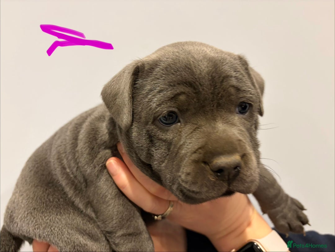 Staffordshire Bull Terrier dogs for sale: Blue Staffordshire bull terriers  - Advert 4