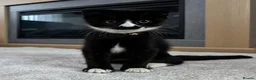 Mixed Breed cats for sale: Adorable kittens  - Advert 15