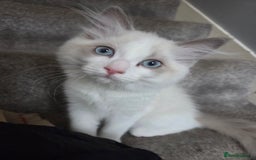 Ragdoll cats for sale: Lilac/cream ragdoll girl, 13 weeks 🤍 - Image 8