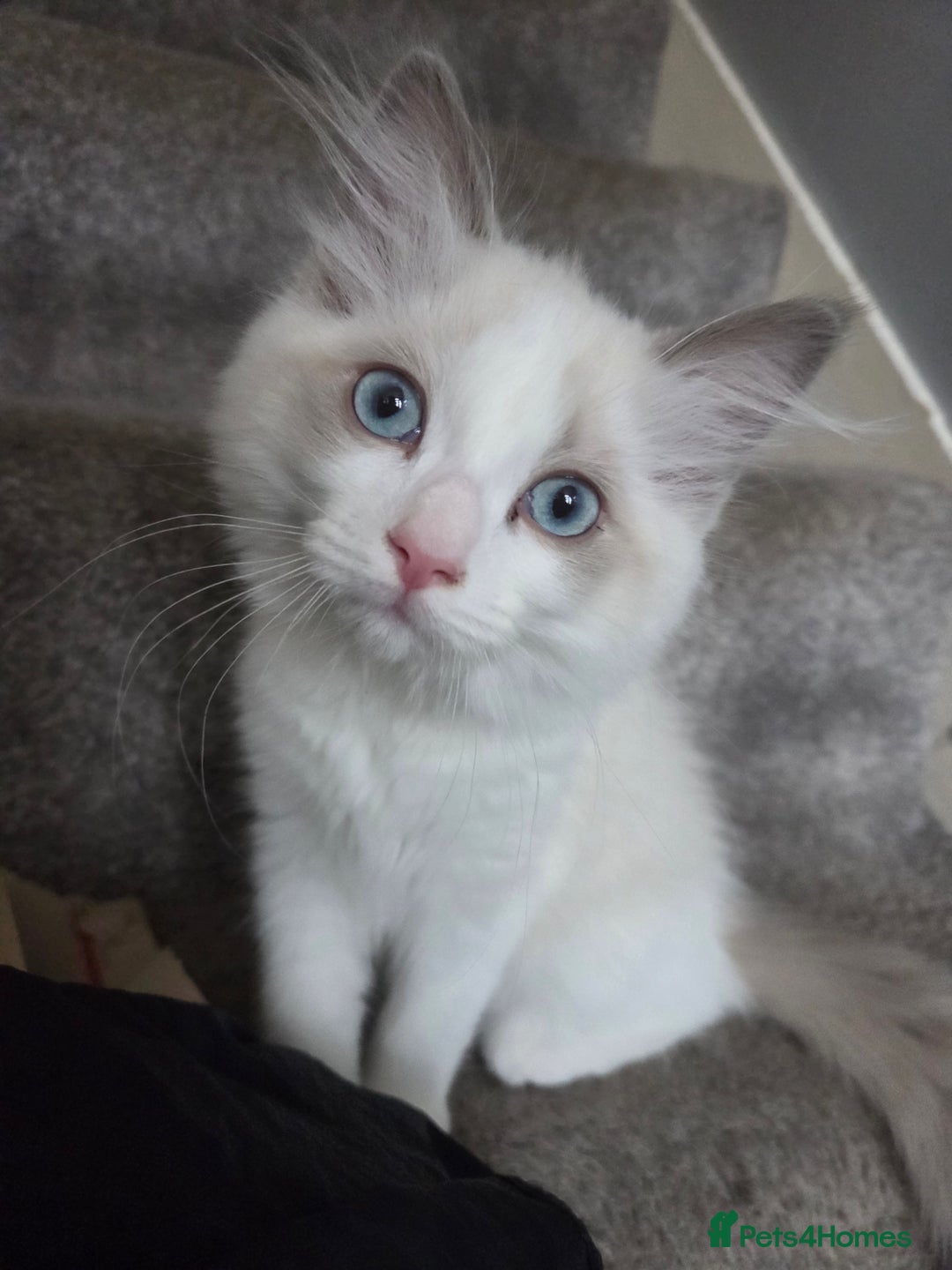 Ragdoll cats for sale: Lilac/cream ragdoll girl, 13 weeks 🤍 - Image 8