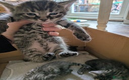 Domestic Shorthair cats for sale: Tabby and black kittens  - Image 12
