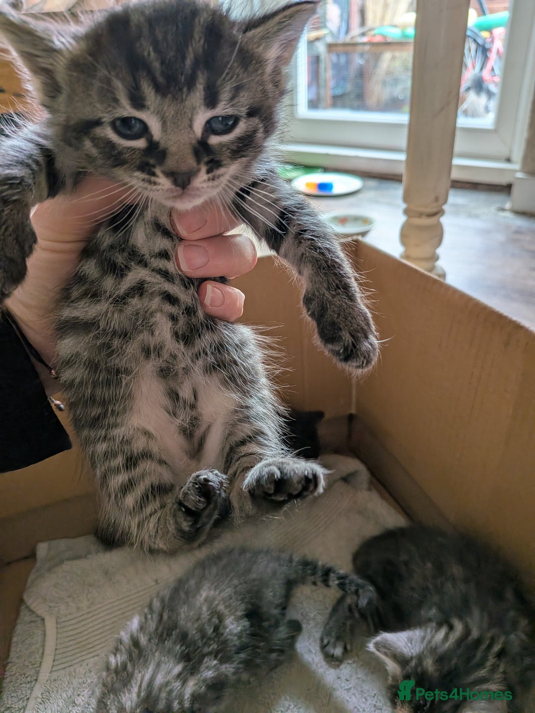 Domestic Shorthair cats for sale: Tabby and black kittens  - Image 12