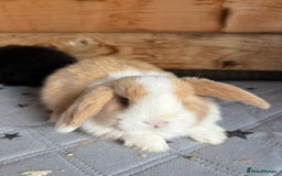 Mini Lop rabbits for sale: 2 beautiful pure mini lop babies - Image 9