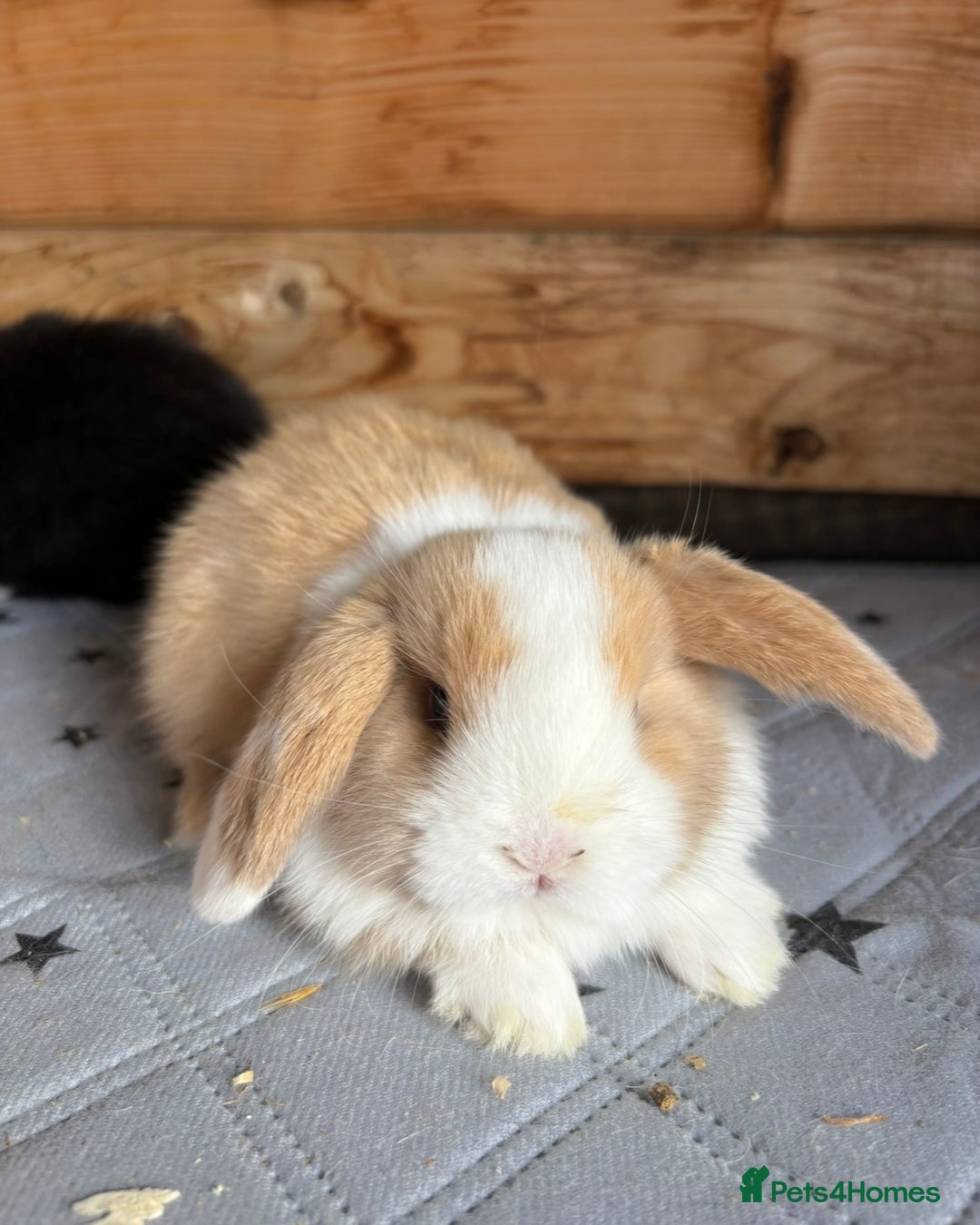 Mini Lop rabbits for sale: 2 beautiful pure mini lop babies - Image 9