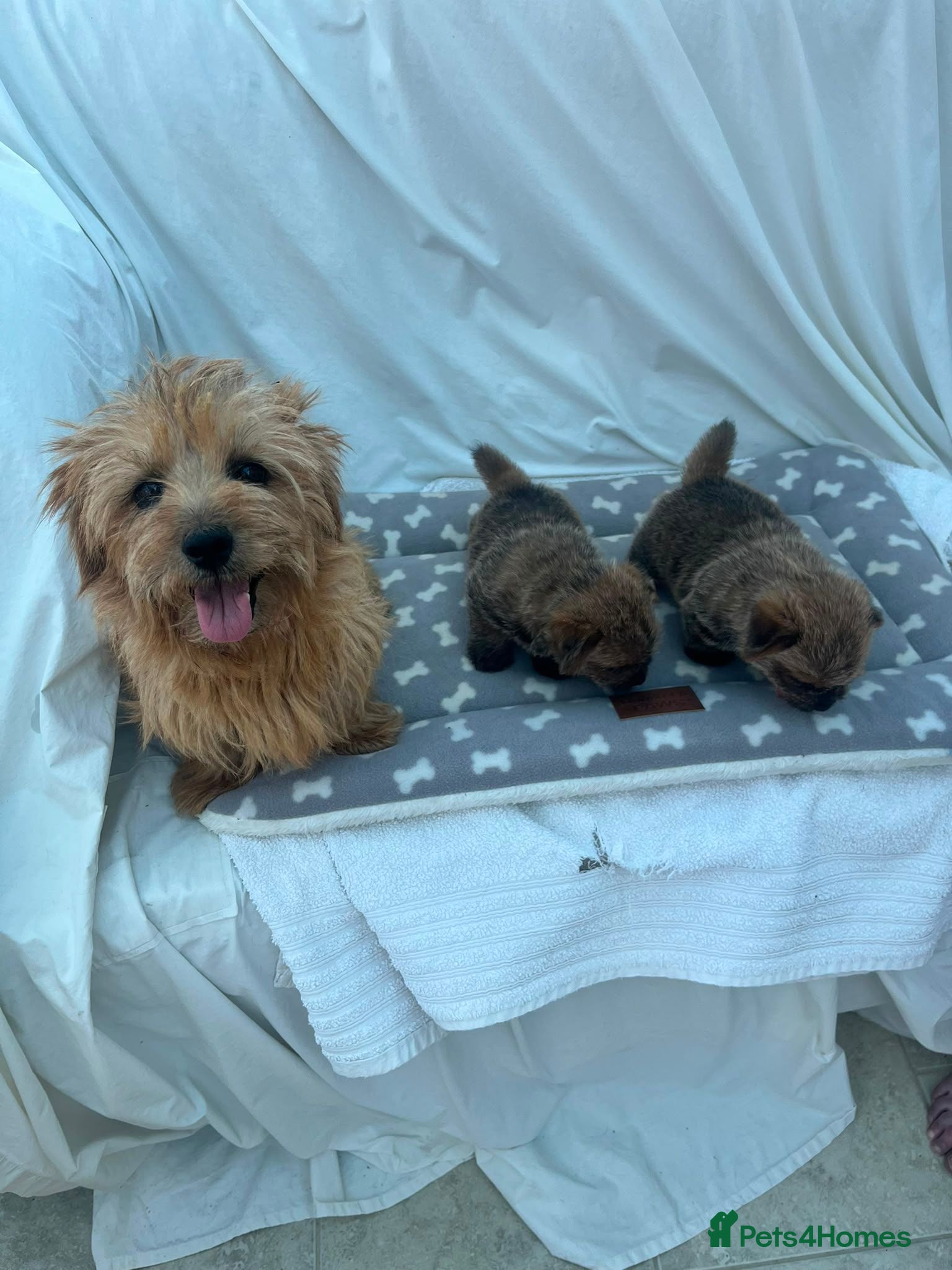 Norfolk Terrier dogs ONE male pup available - Advert 16